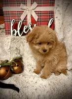 Bella , a female Pomapoo and Poodle - Toy  for sale in Sacramento, CA – 4 of 5