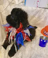 Lola, a female Pomapoo for sale in Sacramento, CA – 4 of 6