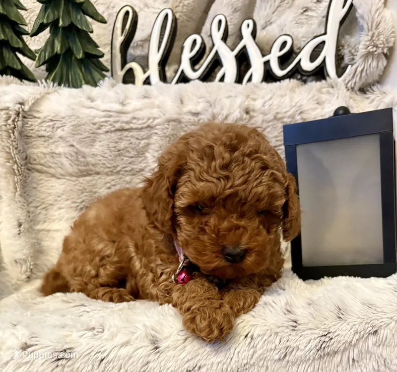 OLIVIA  – Poodle - Toy  puppy for sale in Sacramento, CA