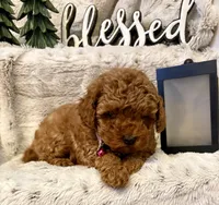 OLIVIA , a female Poodle - Toy  for sale in Sacramento, CA – 9 of 10