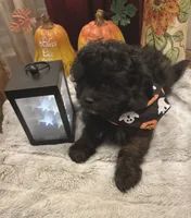 Lola, a female Pomapoo and Poodle - Toy  for sale in Sacramento, CA – 2 of 4