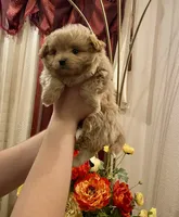 Bella, a female Pomapoo and Poodle - Toy  for sale in Sacramento, CA – 4 of 4