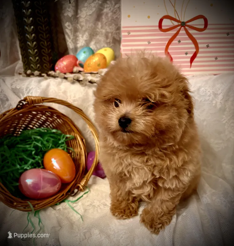 Frodo – Pomapoo, Poodle - Toy  puppy for sale in Sacramento, CA