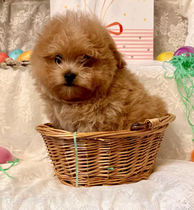 Frodo – Pomapoo, Poodle - Toy  puppy for sale in Sacramento, CA
