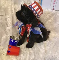 Lola, a female Pomapoo for sale in Sacramento, CA – 3 of 6