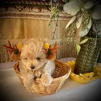 Bella, a female Pomapoo and Poodle - Toy  for sale in Sacramento, CA – 4 of 4