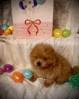 FRODO , a male Pomapoo and Poodle - Toy  for sale in Sacramento, CA – Photo 3 of 6
