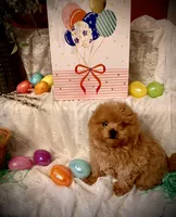 FRODO , a male Pomapoo and Poodle - Toy  for sale in Sacramento, CA – Photo 6 of 6