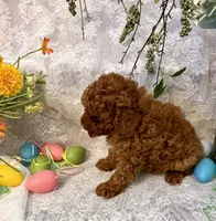 TEDDY , a male Poodle - Toy  for sale in Sacramento, CA – Photo 6 of 6