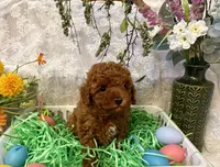 TEDDY , a male Poodle - Toy  for sale in Sacramento, CA – Photo 3 of 6