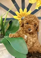 TEDDY , a male Poodle - Toy  for sale in Sacramento, CA – Photo 1 of 6