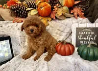 OLIVER , a male Poodle - Toy  for sale in Sacramento, CA – 2 of 5