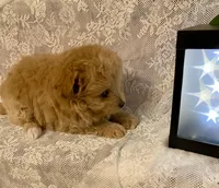 SAM, a male Pomapoo for sale in Sacramento, CA – Photo 4 of 5