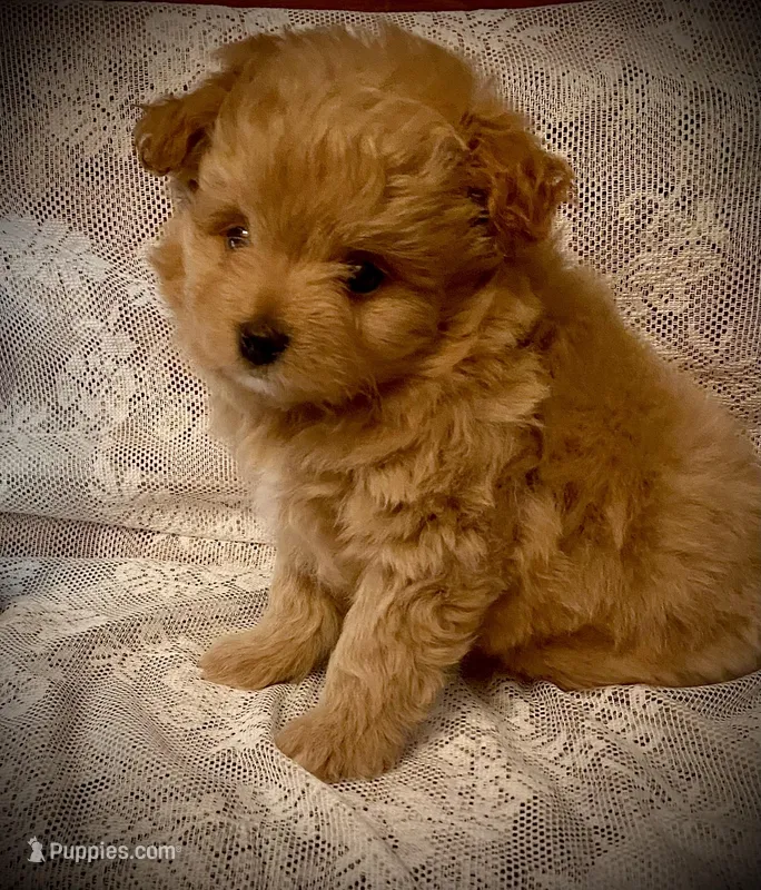 SAM, a male Pomapoo for sale in Sacramento, CA – Photo 1 of 5