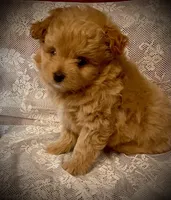 SAM, a male Pomapoo for sale in Sacramento, CA – Photo 1 of 5