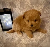 SAM, a male Pomapoo for sale in Sacramento, CA – Photo 5 of 5