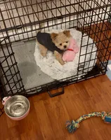 Tashiko, a male Pomapoo and Poodle - Toy  for sale in Sacramento, CA – 5 of 10