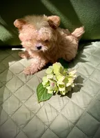Tashiko, a male Pomapoo and Poodle - Toy  for sale in Sacramento, CA – 8 of 10