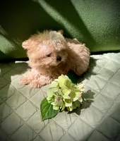 Tashiko , a male Pomapoo and Poodle - Toy  for sale in Sacramento, CA – 9 of 10
