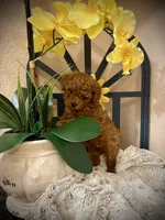 Oliver , a male Poodle - Toy  for sale in Sacramento, CA – 2 of 8