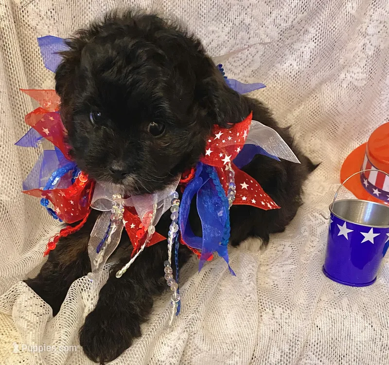 Lola – Pomapoo puppy for sale in Sacramento, CA