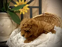 Oliver , a male Poodle - Toy  for sale in Sacramento, CA – 8 of 8