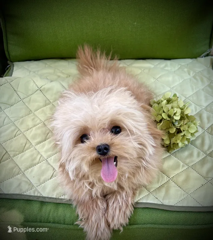 Tashiko  – Pomapoo, Poodle - Toy  puppy for sale in Sacramento, CA