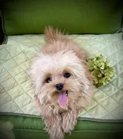 Tashiko , a male Pomapoo and Poodle - Toy  for sale in Sacramento, CA – 1 of 10