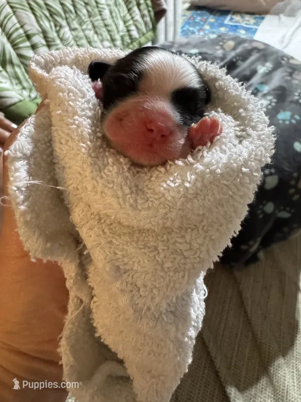 Litter of Pups – Shihpoo puppy for sale in Lansing, KS
