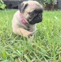 Queeny, a female Pug for sale in Port Lavaca, TX – Photo 1 of 10