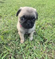 Queeny, a female Pug for sale in Port Lavaca, TX – Photo 7 of 10