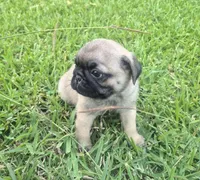 Queeny, a female Pug for sale in Port Lavaca, TX – Photo 3 of 10
