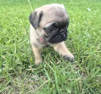 Queeny, a female Pug for sale in Port Lavaca, TX – Photo 6 of 10