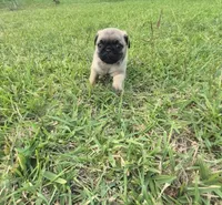 Queeny, a female Pug for sale in Port Lavaca, TX – Photo 9 of 10