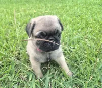 Queeny, a female Pug for sale in Port Lavaca, TX – Photo 4 of 10