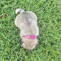 Queeny, a female Pug for sale in Port Lavaca, TX – Photo 8 of 10