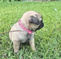 Queeny, a female Pug for sale in Port Lavaca, TX – Photo 2 of 10