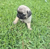 Queeny, a female Pug for sale in Port Lavaca, TX – Photo 10 of 10