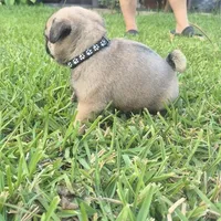 Bonnie, a female Pug for sale in Port Lavaca, TX – Photo 3 of 5