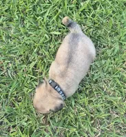 Bonnie, a female Pug for sale in Port Lavaca, TX – Photo 5 of 5