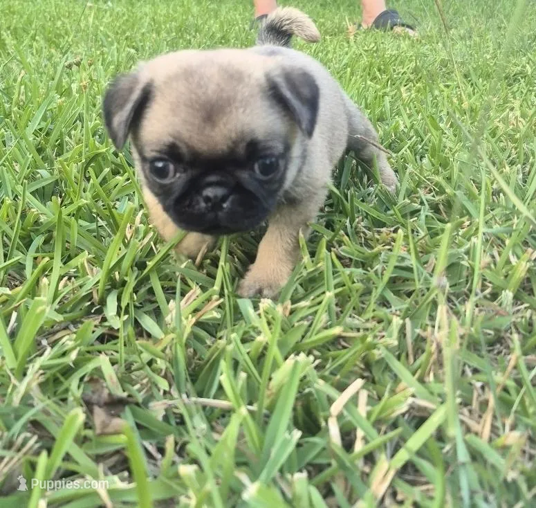 Bonnie – Pug puppy for sale in Port Lavaca, TX