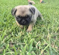 Bonnie, a female Pug for sale in Port Lavaca, TX – Photo 1 of 5