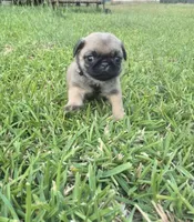 Bonnie, a female Pug for sale in Port Lavaca, TX – Photo 4 of 5