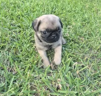 Bonnie, a female Pug for sale in Port Lavaca, TX – Photo 2 of 5