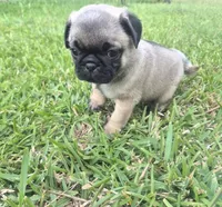 Lexi , a female Pug for sale in Port Lavaca, TX – Photo 4 of 8
