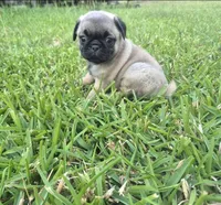 Lexi , a female Pug for sale in Port Lavaca, TX – Photo 1 of 8