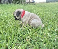Lexi , a female Pug for sale in Port Lavaca, TX – Photo 5 of 8