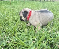 Lexi , a female Pug for sale in Port Lavaca, TX – Photo 3 of 8
