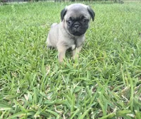 Lexi , a female Pug for sale in Port Lavaca, TX – Photo 2 of 8