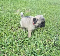Lexi , a female Pug for sale in Port Lavaca, TX – Photo 8 of 8